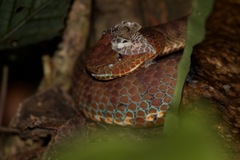 Trimeresurus flavomaculatus