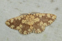 Cyclophora circummaculata