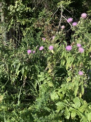 Cirsium altissimum