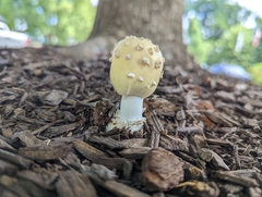 Amanita