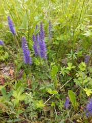 Veronica spicata