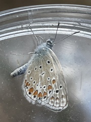 Polyommatus