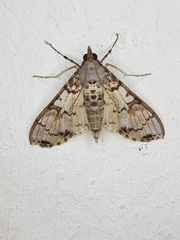 Azochis