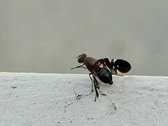 Delphinia picta