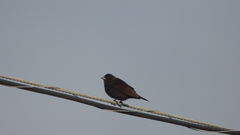 Molothrus rufoaxillaris
