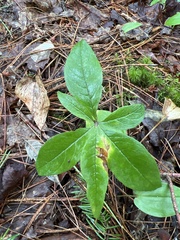 Lysimachia borealis