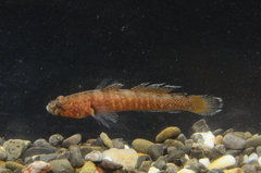 Chromogobius zebratus