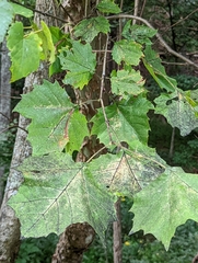 Platanus occidentalis