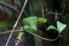 Tropidolaemus subannulatus
