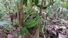 Trimeresurus schultzei