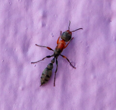Pseudomyrmex