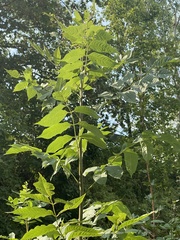 Fraxinus excelsior