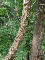 Platanus occidentalis