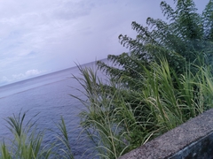 Poaceae