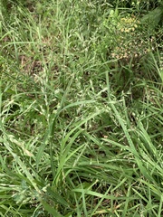 Poa annua