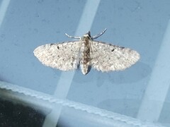 Eupithecia