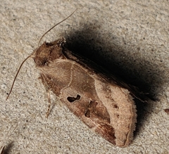 Plagiomimicus pityochromus