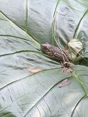 Osteopilus septentrionalis