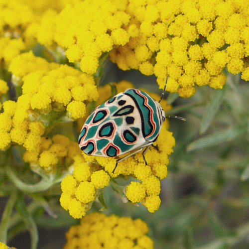 Picasso Bug