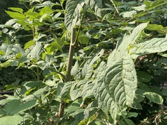 Fraxinus excelsior