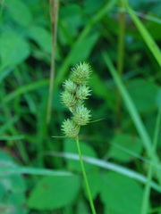 Carex