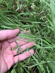 Poa annua