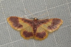 Idaea assyria