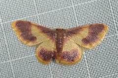 Idaea assyria