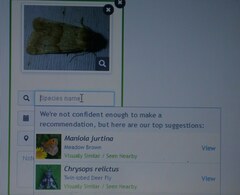 Mycteroplus puniceago