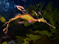 Phyllopteryx taeniolatus