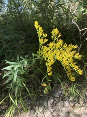 Solidago odora
