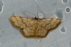 Idaea craspedota