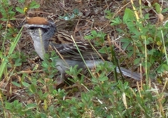 Spizella passerina passerina