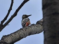 Dendrocopos leucotos