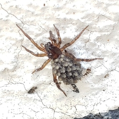 Lycosidae