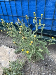 Senecio viscosus