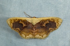 Lipomelia subusta