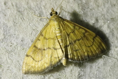 Anania verbascalis