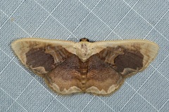 Lipomelia subusta