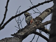 Dendrocopos leucotos