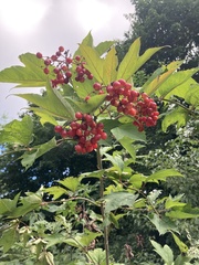 Viburnum opulus