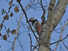 Dendrocopos leucotos