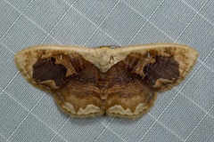 Lipomelia subusta