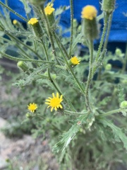 Senecio viscosus