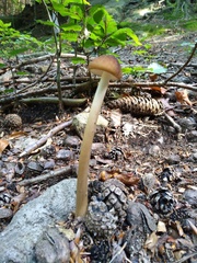 Oudemansiella