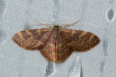 Lophophleps phoenicoptera