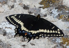 Papilio indra