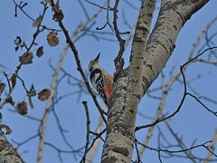 Dendrocopos leucotos