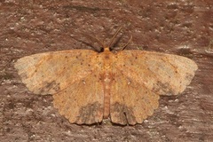 Mesotrophe intortaria