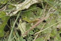 Pseudochorthippus montanus